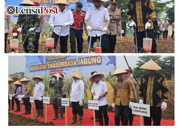 Sinergi Dukung Ketahanan Pangan, DPRD Lampung Ikuti Tanam Raya Jagung Serentak
